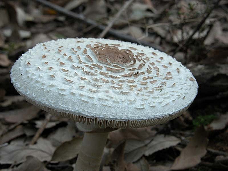 Questa volta una Macrolepiota